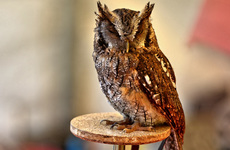 Choliba-Kreischeule (03).jpg